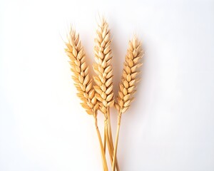 Wheat Spikes on White Background