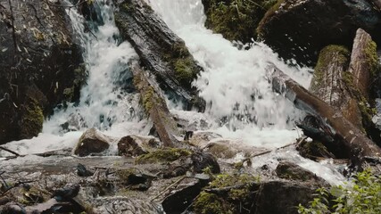 Wall Mural - Water rushing down rocks and tree trunks