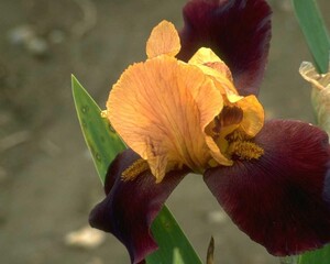 Flowers close view background. Natural flower shape, garden plants