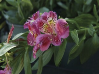 Flowers close view background. Natural flower shape, garden plants