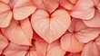 © Nitchalee N. - A cluster of soft pink leaves with one heart-shaped leaf among them, creating a serene and romantic visual aesthetic.