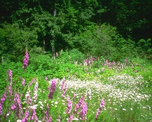 Flowers close view background. Natural flower shape, garden plants