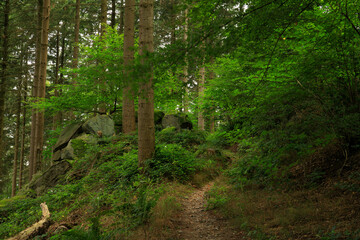 Wall Mural - footpath in the forest