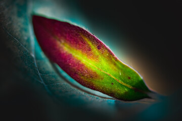 Wall Mural - Macro Series : SeGlobe amaranth, Gomphrena globosa, or Bachelor Button leaf