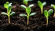 © primopiano - Close-up of young green seedlings sprouting in dark, nutrient-rich soil, symbolizing new growth and potential in a natural environment.
