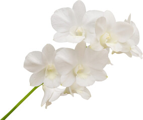Wall Mural - Beautiful white orchid flower isolated on white background