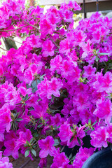 Wall Mural - Azalea (Rhododendron) with bright fuchsia flowers