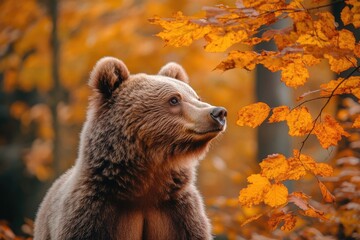 Wall Mural - brown bear posing in the forest during autumn