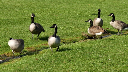 group of canada geese gathered around a stream of water in public park in france. Wild brenta canadensis birds are part of urban wildlife and considered a pest species in europe