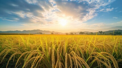 Wall Mural - Golden Rice Field Under Dramatic Sky at Sunrise