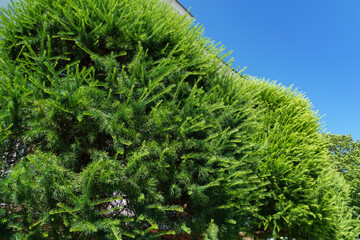 Close-up of green needles of Himalayan cedar (Cedrus Deodara, Deodar) growing near the Wedding Palace, former synagogue, in Stavropol. Beautiful natural green background for any design