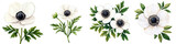 a collection of Elegant white anemone flowers in full bloom, showcasing delicate petals and dark centers