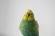 © Amy - Green and yellow budgie budgerigar pet bird portrait with white background
