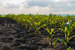 © Jenya Smyk - Young corn plants are growing in neat rows across an expansive agricultural field. The crops are nourished by rich soil, reaching toward a cloudy sky