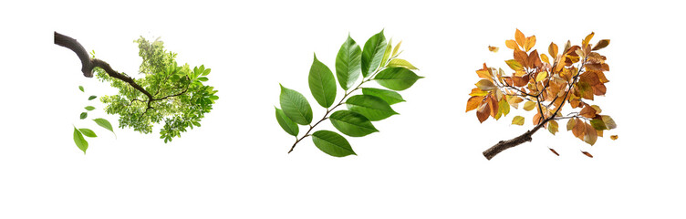 Three isolated tree branches with green and brown leaves against a white background.