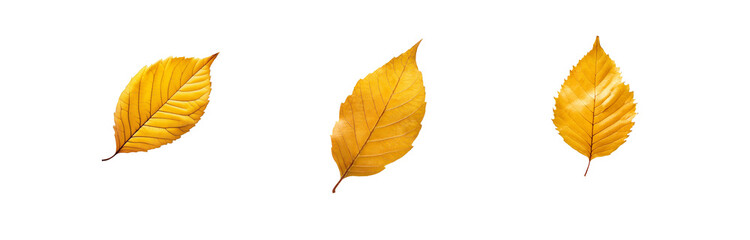Poster - Three isolated yellow leaves with visible veins on a white background.