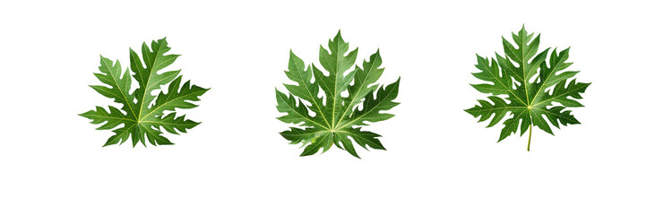 Aufkleber - Three papaya leaves are isolated on a white background with a geometric pattern behind them.
