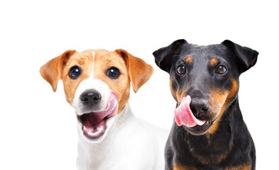 Portrait of two dogs breed Jack Russell Terrier and Jagdterrier licking together isolated on white background