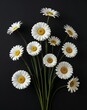 © Arceli - A charming daisy arrangement highlighted against darkness on plain black background