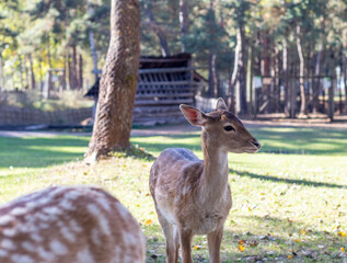 Shot of the close encounter of the deer with people. Wildlife