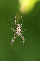 Wall Mural - spider on the web