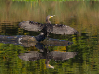 Wall Mural - Great cormorant, Phalacrocorax carbo