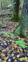 autumn in the forest