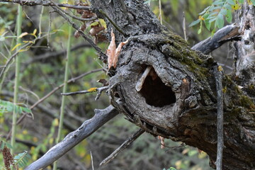 Hollow in tree in the autumn forest, close-up