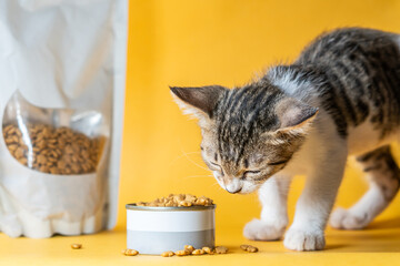 Cute Kitten Enjoying Cat Food