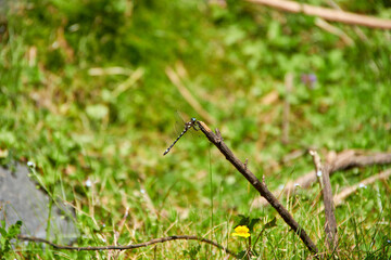 Dragonfly in a little branch