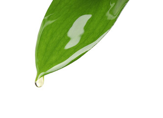 Canvas Print - Essential oil dripping from green leaf against white background