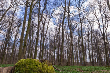 Poster - Crown of a large tree with branches. View from below. Blue sky shining through.