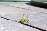 Fototapeta Storczyk - A green and brown bog bush cricket on grey paving stones, a sunny day