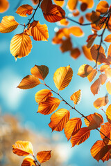 autumn leaves on blue sky