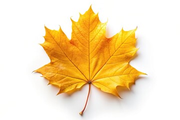 Yellow autumn maple leaf isolated on white background from a bird s eye view, nature, single leaf, close-up,autumn, bright, isolated, vibrant, flora, maple leaf, seasons