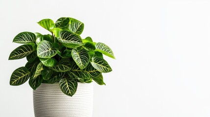 Wall Mural - Modern houseplant with vibrant foliage and unique textures isolated on a simple white background