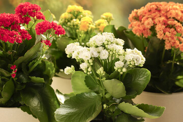 Canvas Print - Different beautiful kalanchoe flowers in pots indoors, closeup