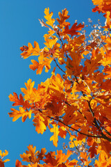 autumn leaves on blue sky