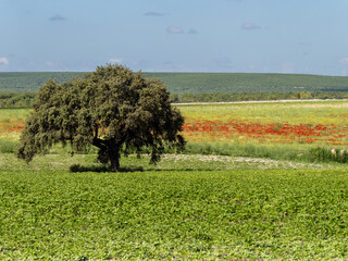 Andalusian landscape with an oak in a crop field adorned with poppy flowers