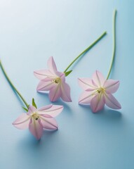 Three pink and green flowers on a blue background with two center flowers.