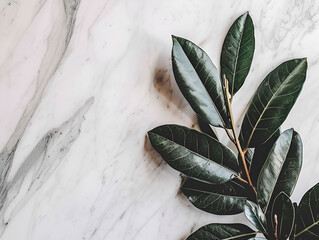 leaves in white background