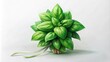 © arri - A Single Bunch of Fresh Green Basil Leaves