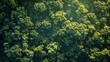 © Nath studio - Aerial view of lush green forest canopy