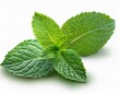 © Donald - fresh mint leaves collection with real transparent shadow isolated on white background food design element
