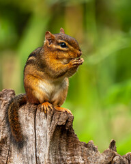 Chipmunk sitting on a tree stump