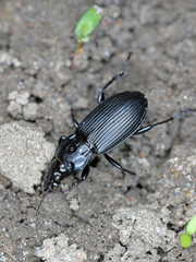 Sticker - Pterostichus niger is a species of woodland ground beetle in the family Carabidae. A predatory insect, a natural enemy of plant pests on crops and in gardens.