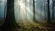 © tatchaihot - Morning Sunlight through Misty Forest Trees