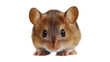 © ArturSniezhyn - Field mouse on transparent background, png.