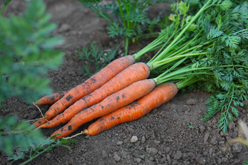 Wall Mural - Fresh carrots on soil in garden, closeup