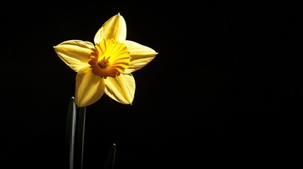 Sticker -   Black background with single yellow daffodil lit by candle